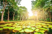 Jardin de Pamplemousses