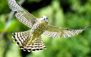 Oiseau de la Valley Ferney